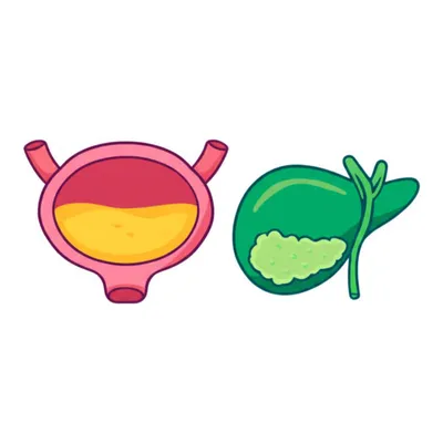 Illustration cysts - Image 1