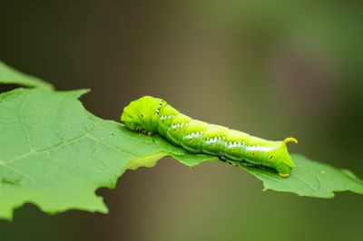 Illustration caterpillars