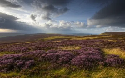 Illustration moors - Image 1