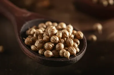 Illustration coriander - Image 1