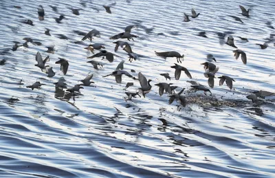 Illustration ruffle - Image 1