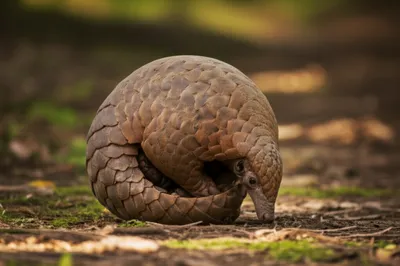 Illustration armour - Image 1