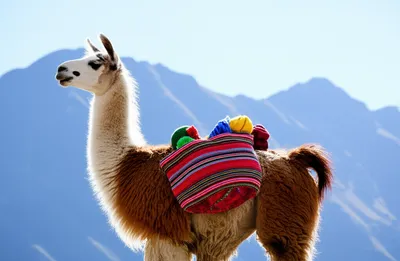 Illustration llamas - Image 1