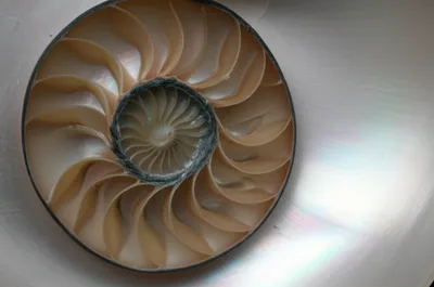 Illustration chambered nautilus - Image 1