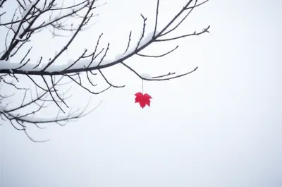 Illustration detachment