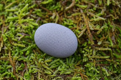 Illustration lie - Image 1