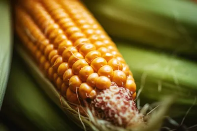 Illustration dent - Image 1