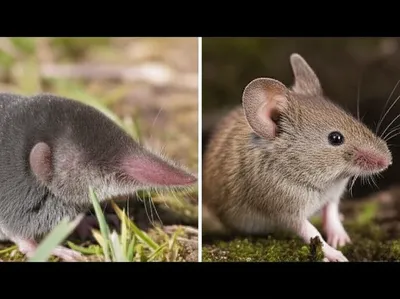 Illustration shrews - Image 1