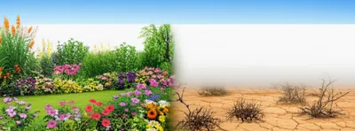 Illustration septa - Image 1