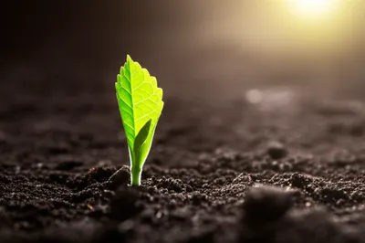 Illustration chit - Image 1