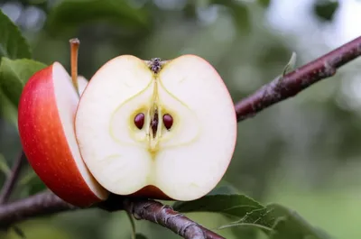 Illustration seeds - Image 1