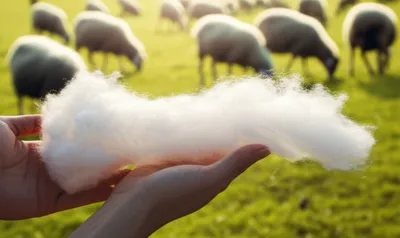 Illustration rove - Image 1