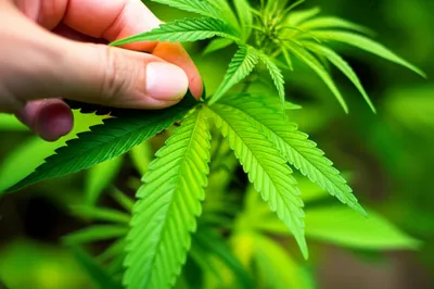 Illustration draw - Image 1