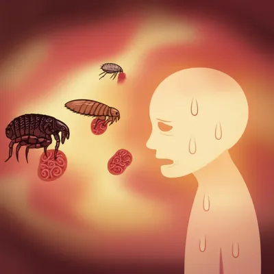 Illustration rickettsia