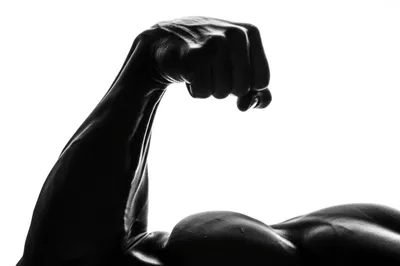 Illustration muscle - Image 1