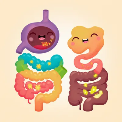 Illustration digestion