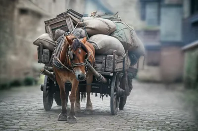 Illustration butts - Image 1