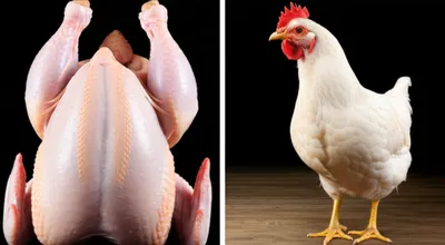 Illustration plucked - Image 1