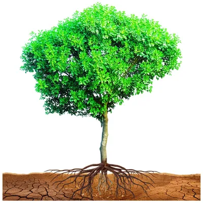 Illustration compensated - Image 1