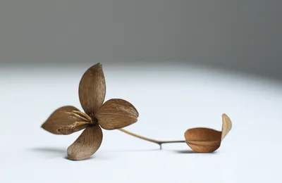 Illustration dead - Image 1