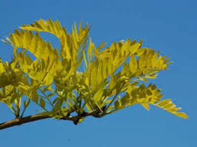 Illustration leaf - Image 3