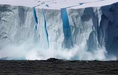 Illustration calve - Image 1