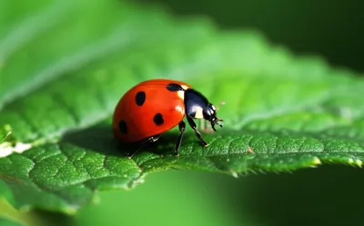 Illustration pip - Image 1