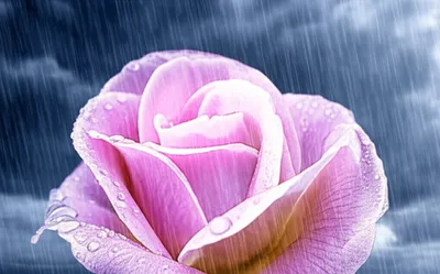 Illustration proven - Image 1