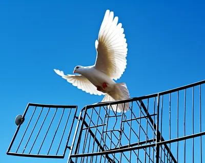 Illustration blameless