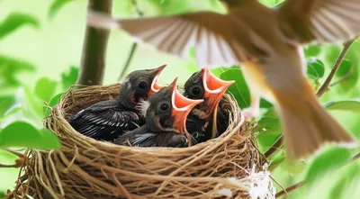 Illustration unfledged - Image 1