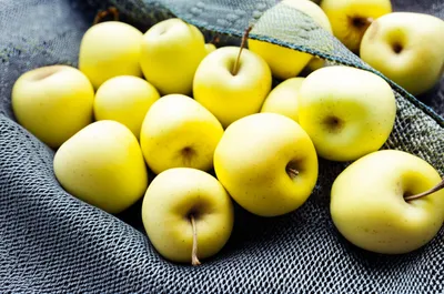 Illustration netting - Image 1