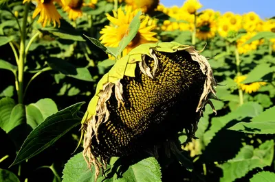 Illustration disheartened