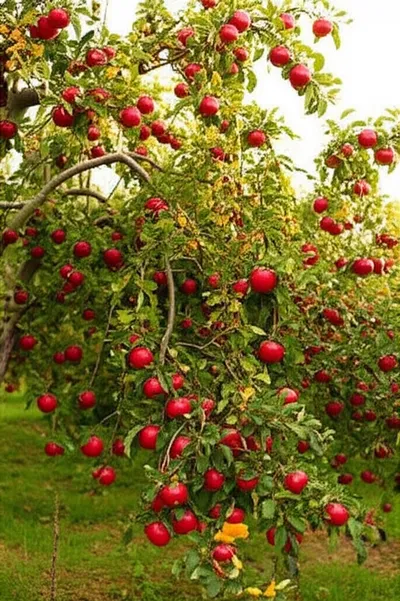 Illustration yielding - Image 1