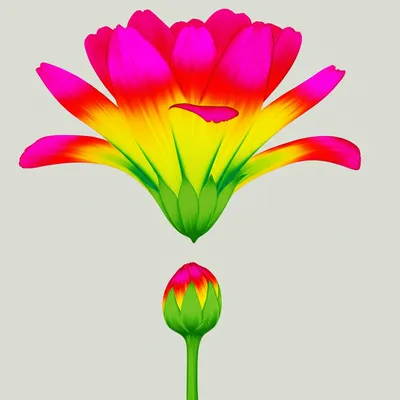 Illustration flared - Image 1