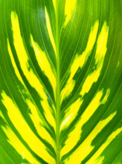 Illustration variegate - Image 1