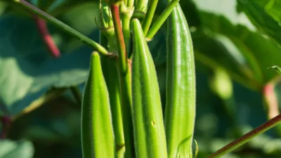 Illustration gumbo - Image 1