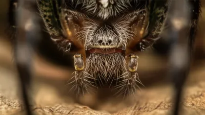 Illustration spinneret - Image 1