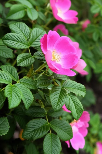 Illustration rugosa - Image 2