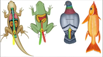 Illustration cloaca - Image 1