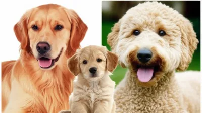 Illustration crossbreed - Image 1