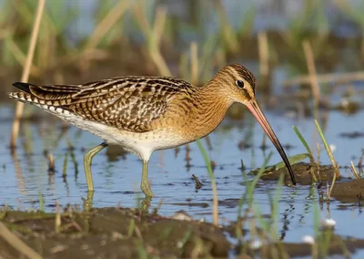 Illustration snipe - Image 1