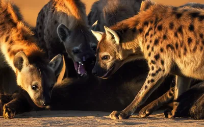 Illustration cackle - Image 1