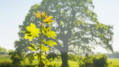 Illustration shade - Image 1