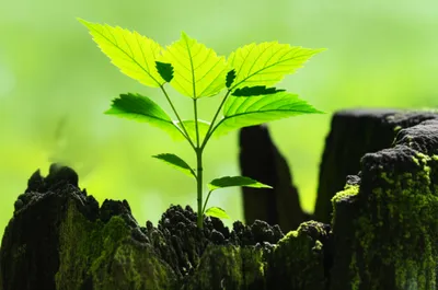 Illustration reincarnation - Image 1