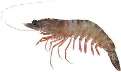 Illustration shrimp - Image 2