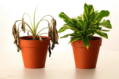 Illustration wilt - Image 1