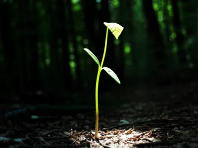 Illustration tendering - Image 1