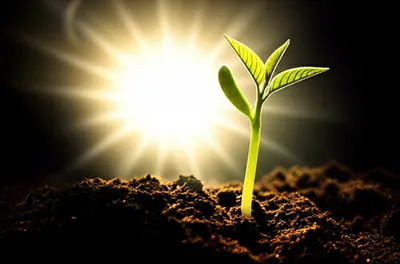 Illustration favours - Image 1