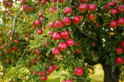 Illustration grained - Image 1