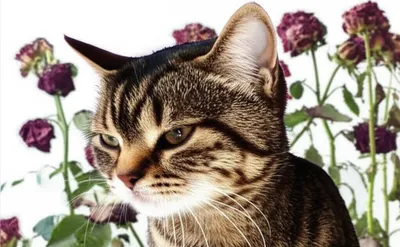 Illustration thorny - Image 1